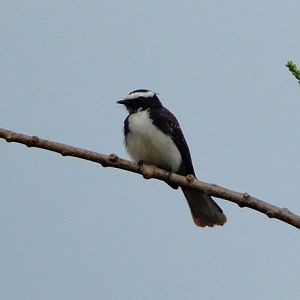 White-browed fantail