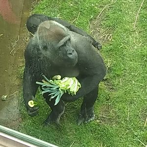 Gorilla Lunch time