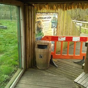 maitenance around lions