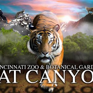 The Cincinnati Zoo's Cat Canyon Promo Art