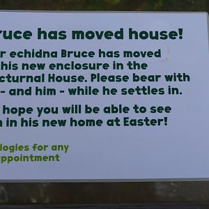 Short-beaked echidna sign, March 2019