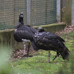 Horned screamers (23/3-19)