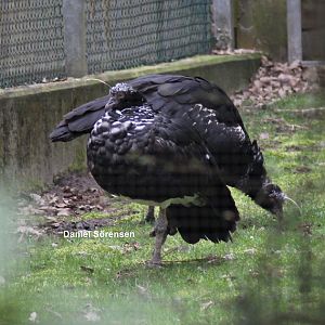 Horned screamers (23/3-19)