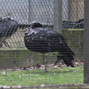 Horned screamer (23/3-19)