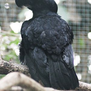 Long-wattled umbrellabird (23/3-19)
