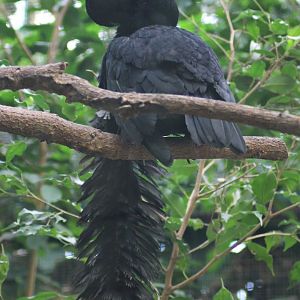 Long-wattled umbrellabird (24/3-19)