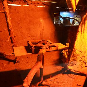 Indian Flying Fox Enclosure at Selwo Aventura, 13/03/19