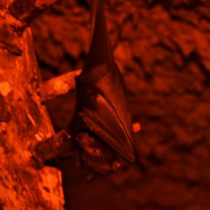 Indian Flying Fox at Selwo Aventura, 13/03/19