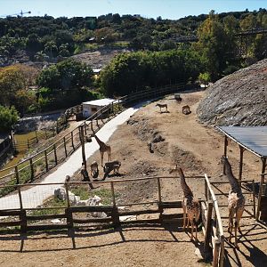 Angolan Giraffe/Chapman's Zebra Paddock at Selwo Aventura, 13/03/19