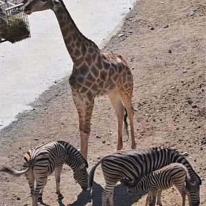 Angolan Giraffe and Chapman's Zebra at Selwo Aventura, 13/03/19