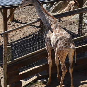 Angolan Giraffe at Selwo Aventura, 13/03/19