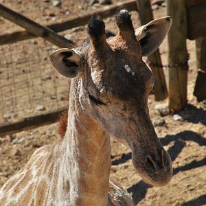 Angolan Giraffe at Selwo Aventura, 13/03/19