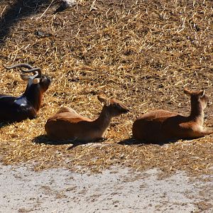 Nile Lechwe at Selwo Aventura, 13/03/19