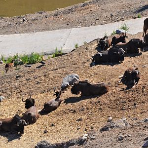 Black Wildebeest Herd at Selwo Aventura, 13/03/19