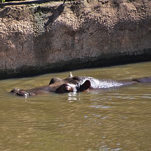 Common Hippopotamus at Selwo Aventura, 13/03/19