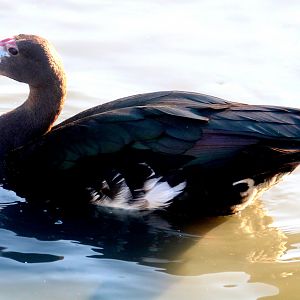 Spur-winged goose; Barnes; 25th March 2019.