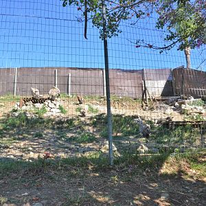 Griffon Vulture Enclosure at Selwo Aventura, 13/03/19