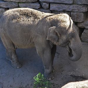 Asian Elephant at Selwo Aventura, 13/03/19