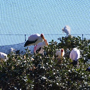 Bird Canyon Aviary at Selwo Aventura, 13/03/19