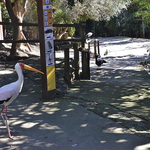 Bird Canyon Aviary at Selwo Aventura, 13/03/19