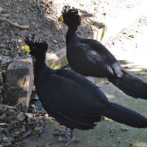 Great Curassows at Selwo Aventura, 13/03/19