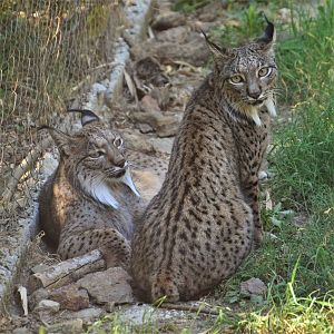 Iberian Lynx at Selwo Aventura, 13/03/19