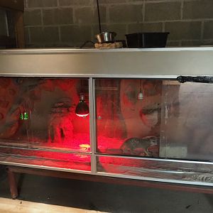 Appalling and disgraceful terrarium with lone meerkat (Aug 28th, 2018)