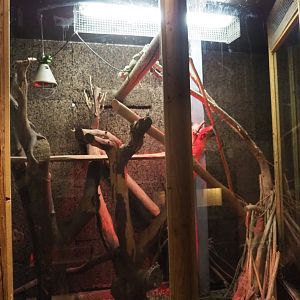 Green iguana terrarium (Aug 28th, 2018)