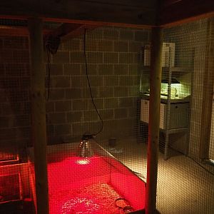 Bird raising room (Aug 28th, 2018)