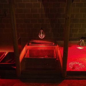 Seemingly improvised bird raising cages (Aug 28th, 2018)