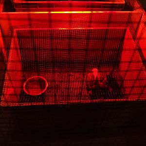 Ibis chicks in a plastic tub (Aug 28th, 2018)