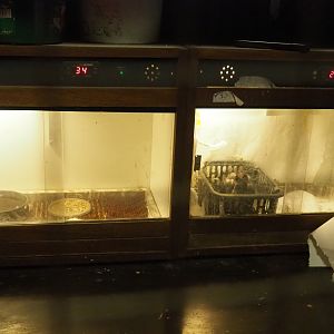 Bird incubators (Aug 28th, 2018)