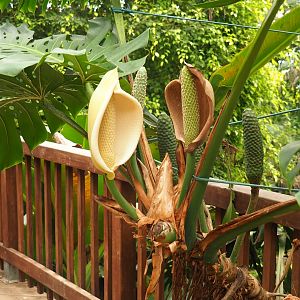 Ceriman (Monstera deliciosa) flowers (Aug 28th, 2018)