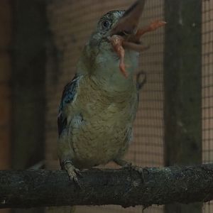 Blue-winged kookaburra (Dacelo leachii) having breakfast (Aug 28th, 2018)