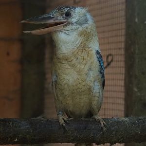 Blue-winged kookaburra (Dacelo leachii), Aug 28th, 2018