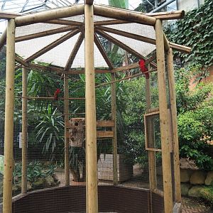 Yellow-backed lorikeet aviary (Aug 28th, 2018)