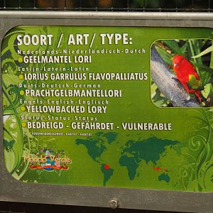 Sign yellow-backed lorikeet (Aug 28th, 2018)