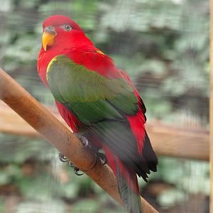 Yellow-backed lorikeet (Lorius garrulus flavopalliatus), Aug 28th, 2018