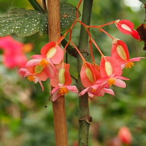 Begonia corallina flowers (Aug 28th, 2018)