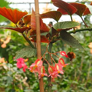 Begonia corallina (Aug 28th, 2018)