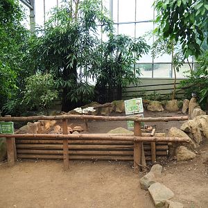 African spurred tortoise and Hermann's tortoise paddock (Aug 28th, 2018)