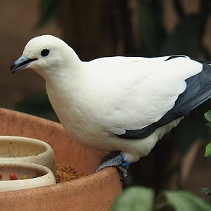 Pied imperial pigeon (Ducula bicolor), Aug 28th, 2018
