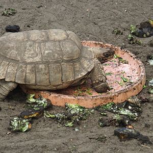 African spurred tortoise (Centrochelys sulcata) and food scraps (Aug 28th, 2018)