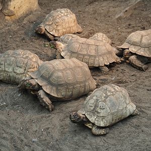African spurred tortoises (Centrochelys sulcata), Aug 28th, 2018