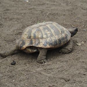 Hermann's tortoise (Testudo hermanni), Aug 28th, 2018