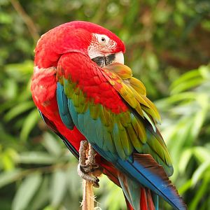 Green-winged macaw (Ara chloroptera), Aug 28th, 2018