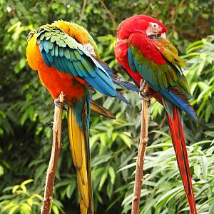 Catalina macaw (Ara ararauna x A. chloroptera) and Green-winged macaw (A. chloroptera), Aug 28th, 2018