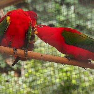 Yellow-backed lorikeets (Lorius garrulus flavopalliatus), Aug 28th, 2018