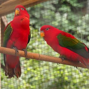 Yellow-backed lorikeets (Lorius garrulus flavopalliatus), Aug 28th, 2018
