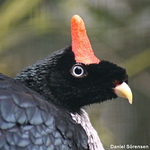 Horned guan (23/3-19)